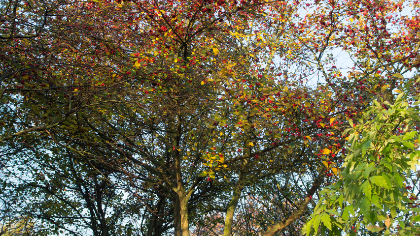 Crataegus x persimilis 'Prunifolia Splendens' multi-stem umbrella