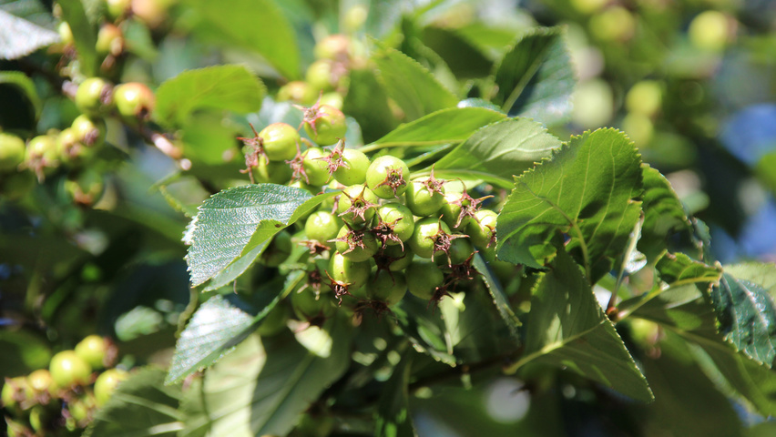 Crataegus x persimilis 'Splendens' vrucht