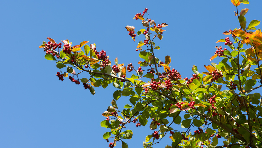 Crataegus x persimilis 'Splendens' vrucht