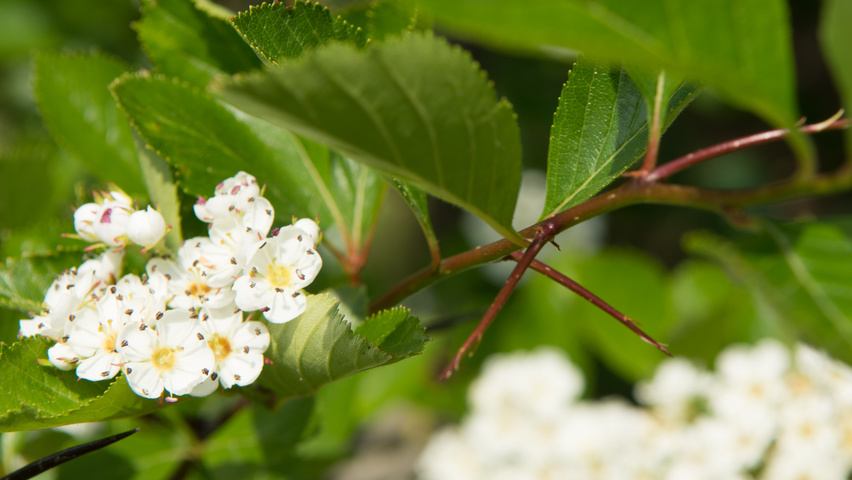 Crataegus x persimilis pędy