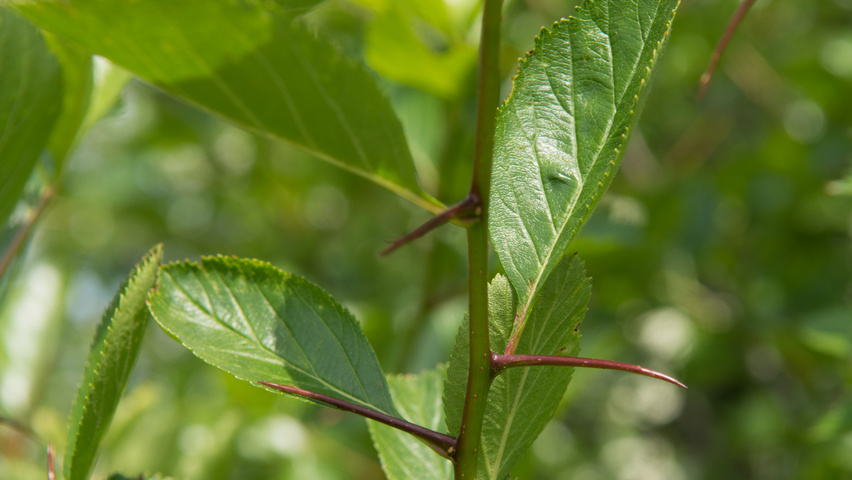 Crataegus x persimilis pędy