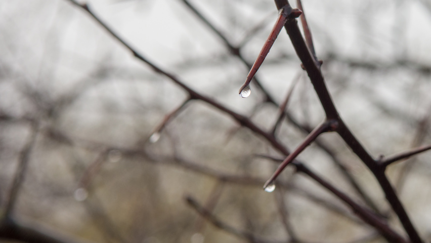 Crataegus x persimilis pędy