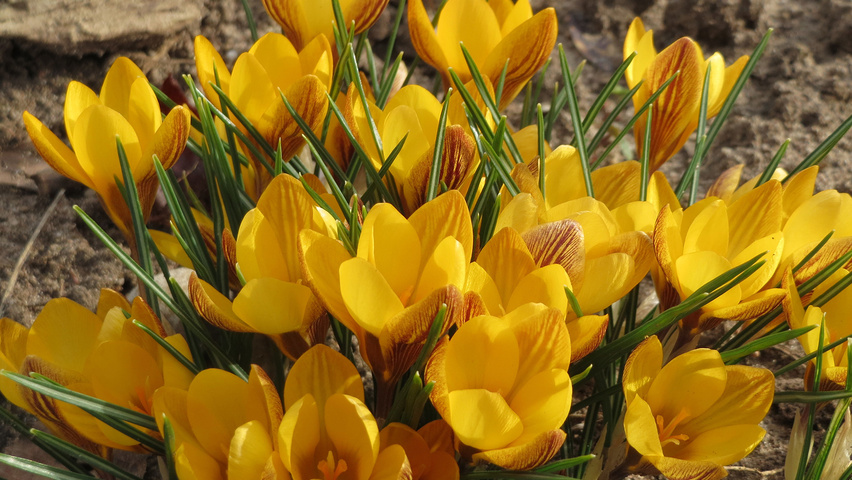 Crocus chrysanthus bloem