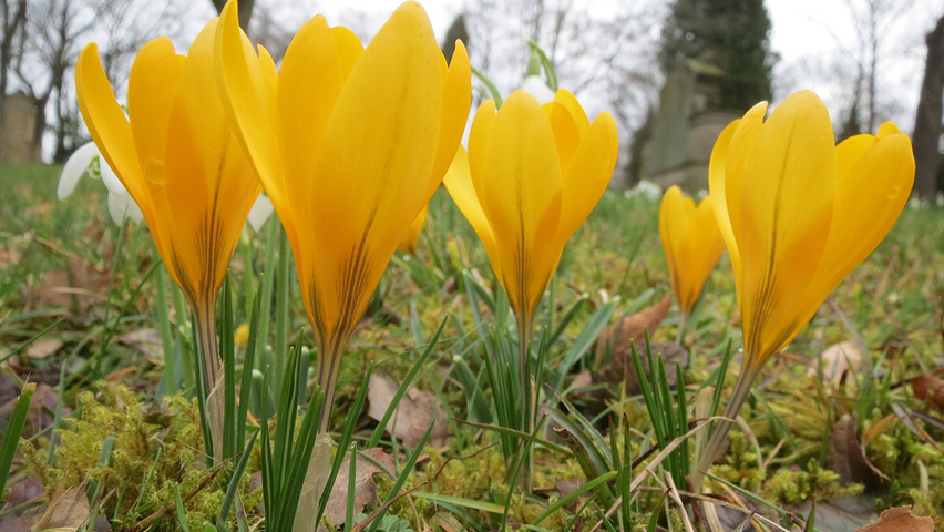 Crocus chrysanthus bloem