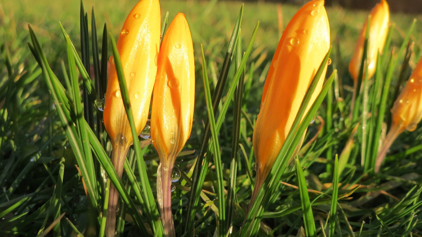 Crocus chrysanthus bloem