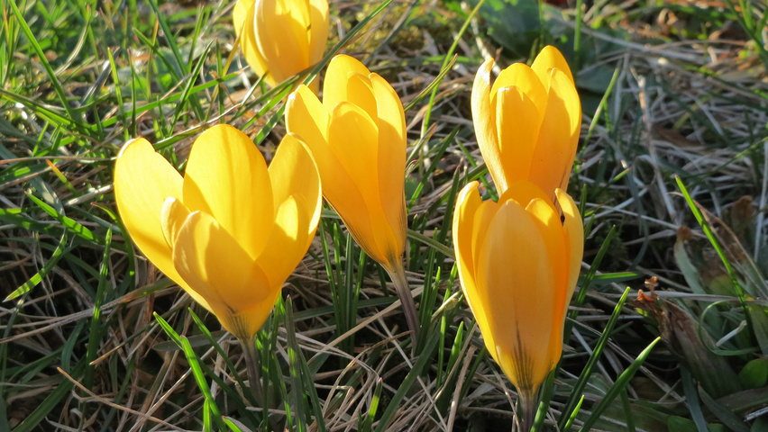 Crocus chrysanthus bloem