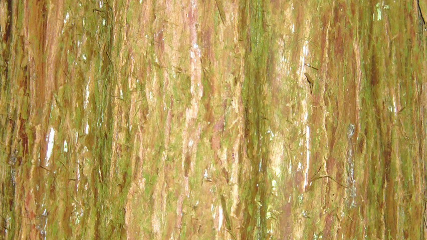 x Cupressocyparis leylandii bast