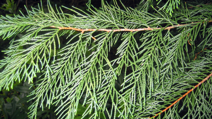 x Cupressocyparis leylandii blad