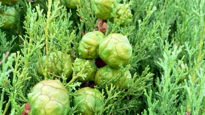 Cupressus sempervirens fruits