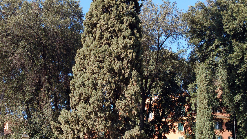 Cupressus sempervirens haute tige