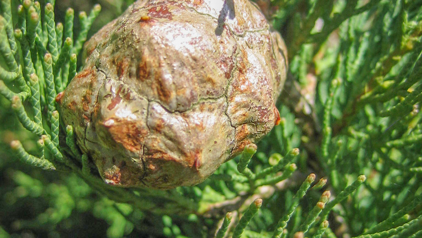 Cupressus sempervirens 'Pyramidalis' fruits