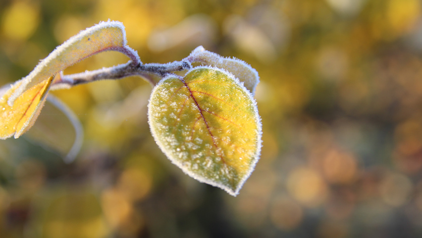 Cydonia oblonga feuilles automnale