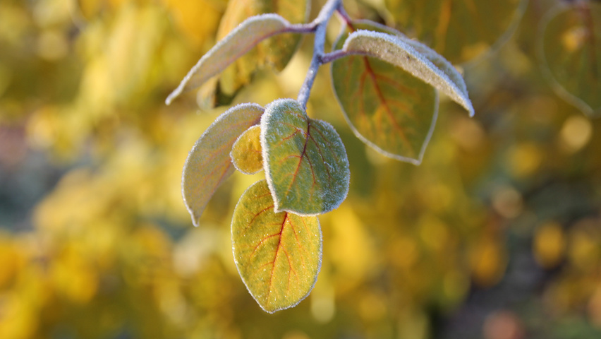 Cydonia oblonga feuilles automnale