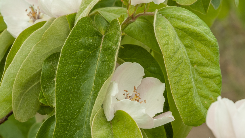Cydonia oblonga fleurs