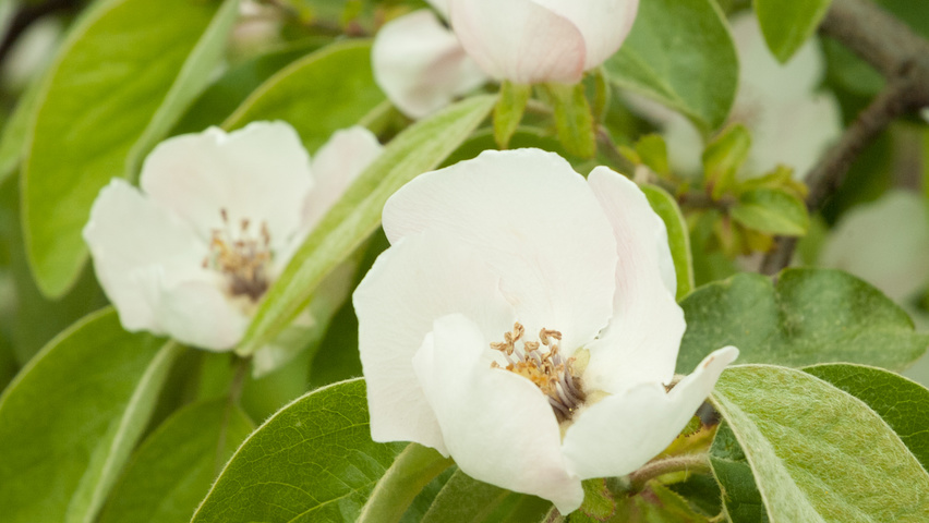 Cydonia oblonga fleurs