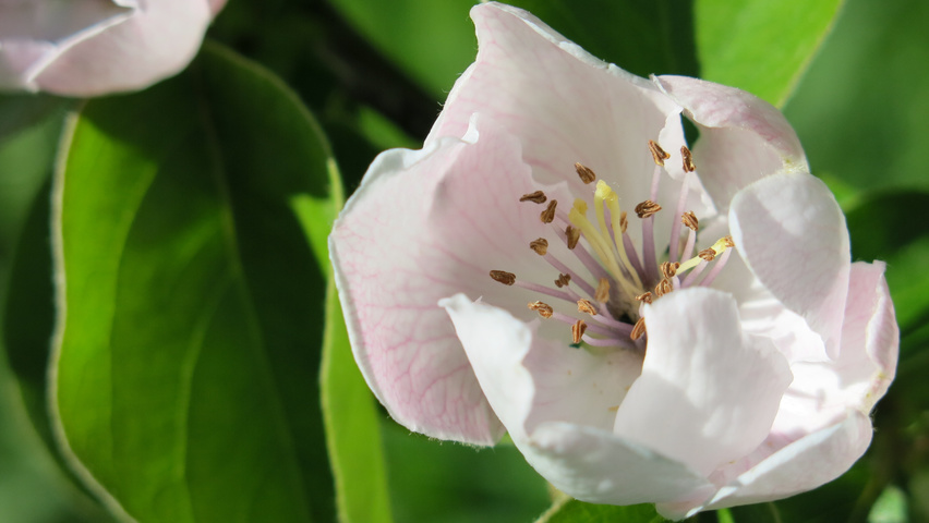 Cydonia oblonga fleurs