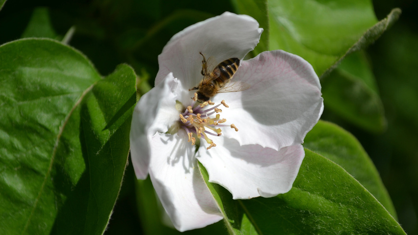 Cydonia oblonga fleurs