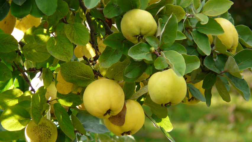Cydonia oblonga fruits