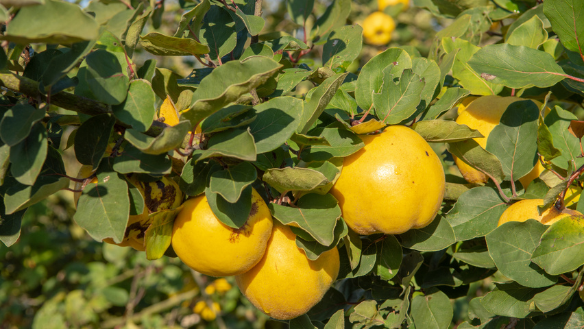Cydonia oblonga fruits