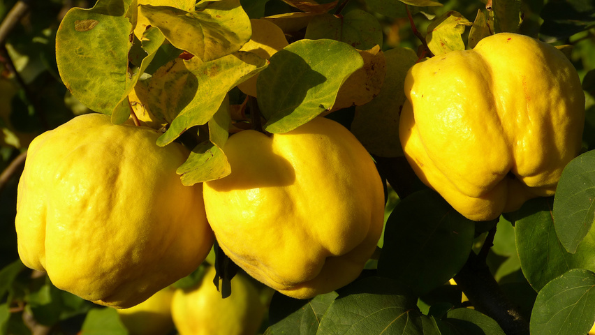 Cydonia oblonga fruits