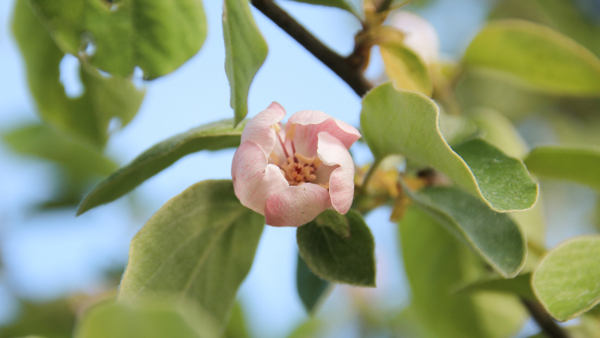 Cydonia oblonga 'Leskovacka' bloem