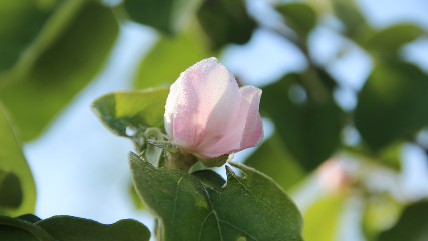 Cydonia oblonga 'Leskovacka' bloem