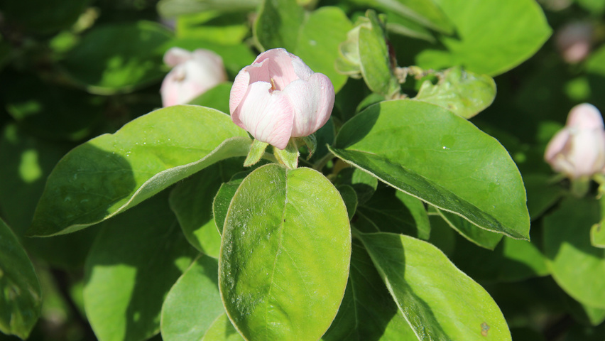 Cydonia oblonga 'Leskovacka' bloem