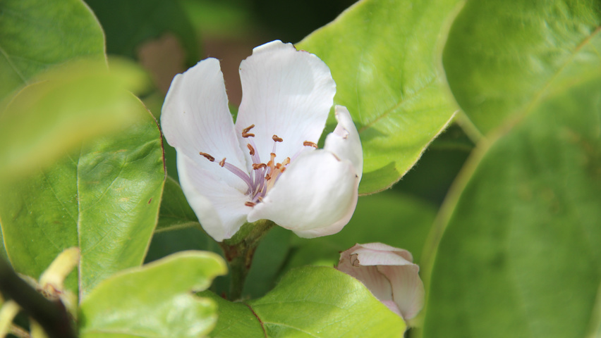 Cydonia oblonga 'Leskovacka' bloem