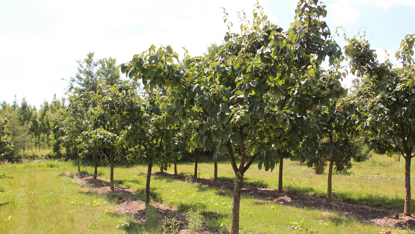 Cydonia oblonga 'Leskovacka' halfstam