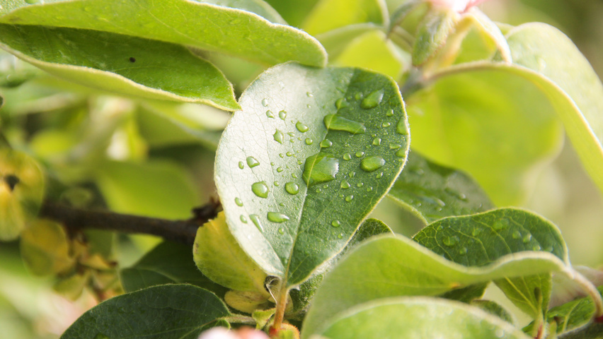 Cydonia oblonga 'Leskovacka' blad