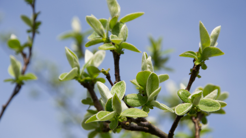 Cydonia oblonga 'Leskovacka' blad