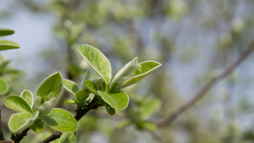 Cydonia oblonga 'Leskovacka' blad