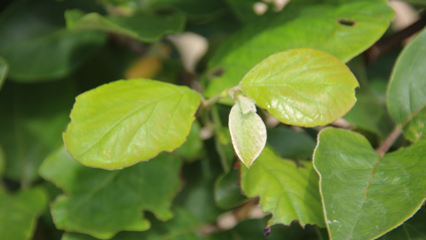 Cydonia oblonga 'Leskovacka' blad