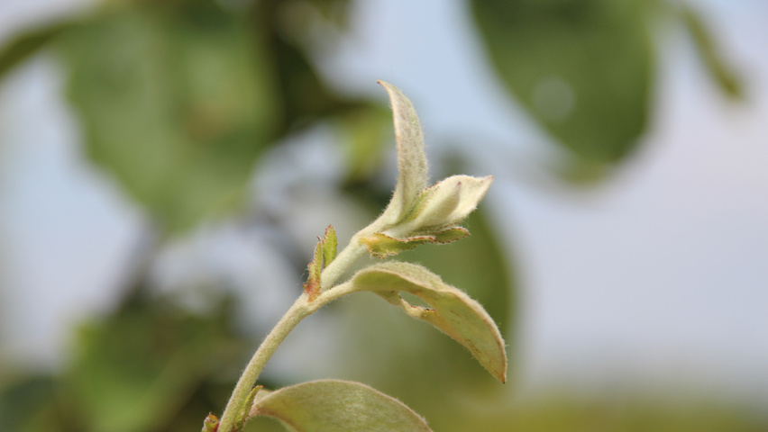 Cydonia oblonga 'Leskovacka' blad
