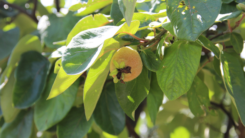Cydonia oblonga 'Leskovacka' blad