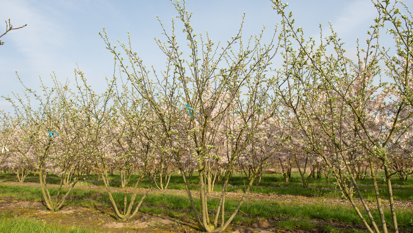 Cydonia oblonga 'Leskovacka' meerstammig