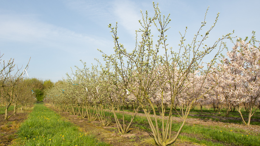 Cydonia oblonga 'Leskovacka' meerstammig
