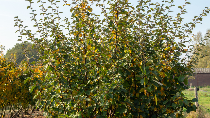 Cydonia oblonga 'Leskovacka' meerstammig