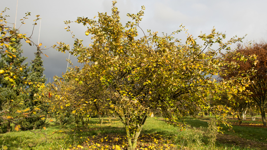 Cydonia oblonga 'Leskovacka' meerstammig
