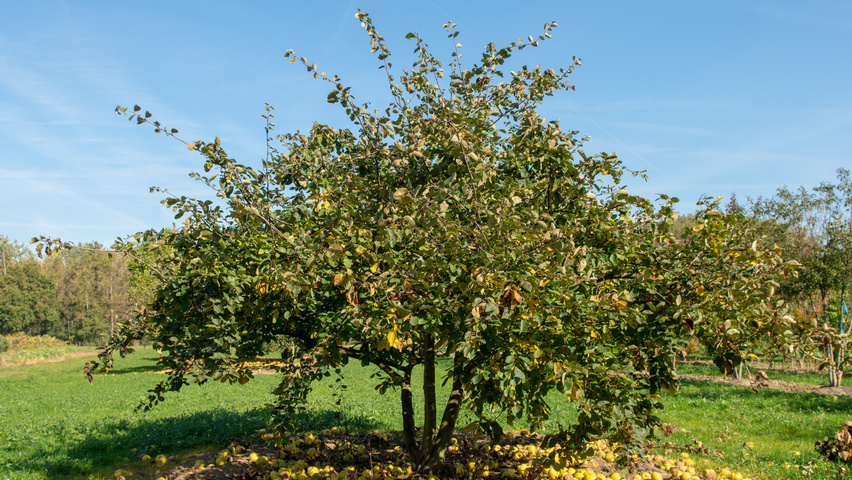 Cydonia oblonga 'Leskovacka' meerstammig