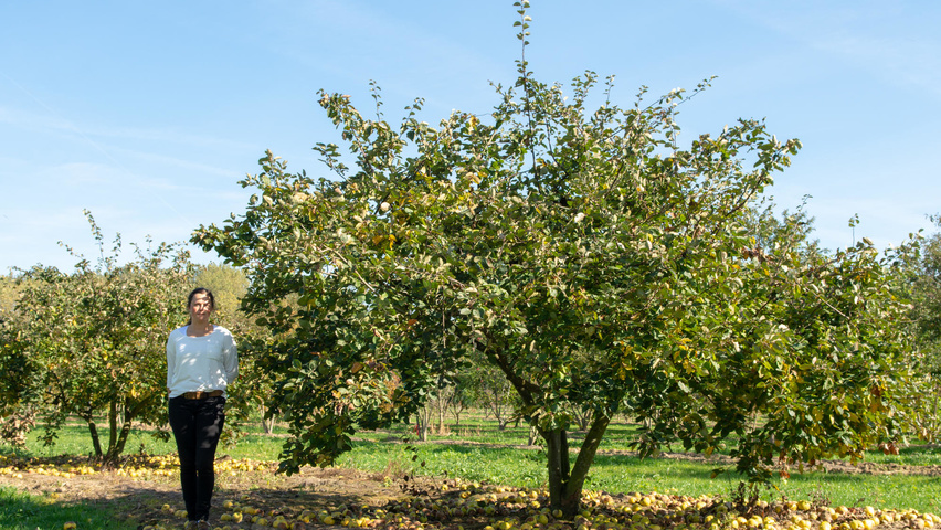 Cydonia oblonga 'Leskovacka' meerstammig