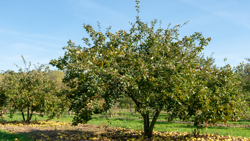 Cydonia oblonga 'Leskovacka' meerstammig
