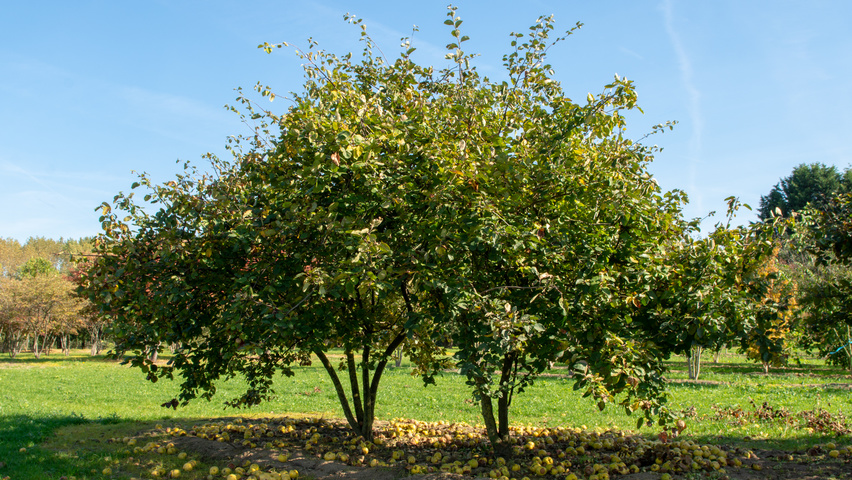 Cydonia oblonga 'Leskovacka' meerstammig