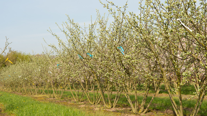 Cydonia oblonga 'Leskovacka' meerstammig