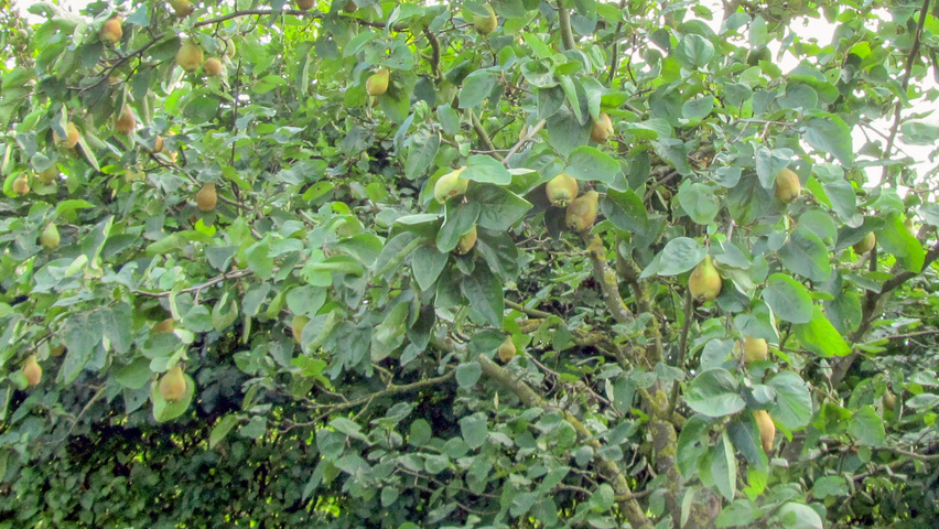 Cydonia oblonga 'Portugal' плоды