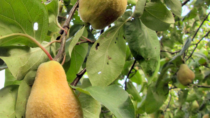 Cydonia oblonga 'Portugal' плоды