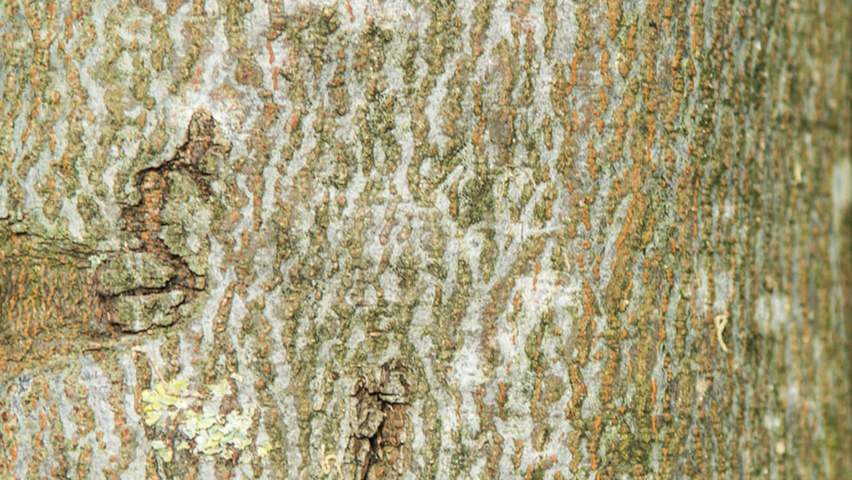 Cydonia oblonga 'Vranja' Rinden