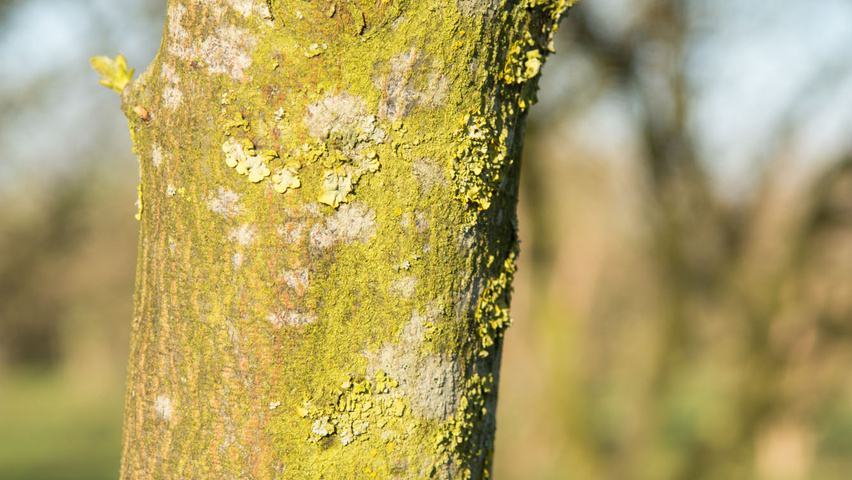 Cydonia oblonga 'Vranja' Rinden