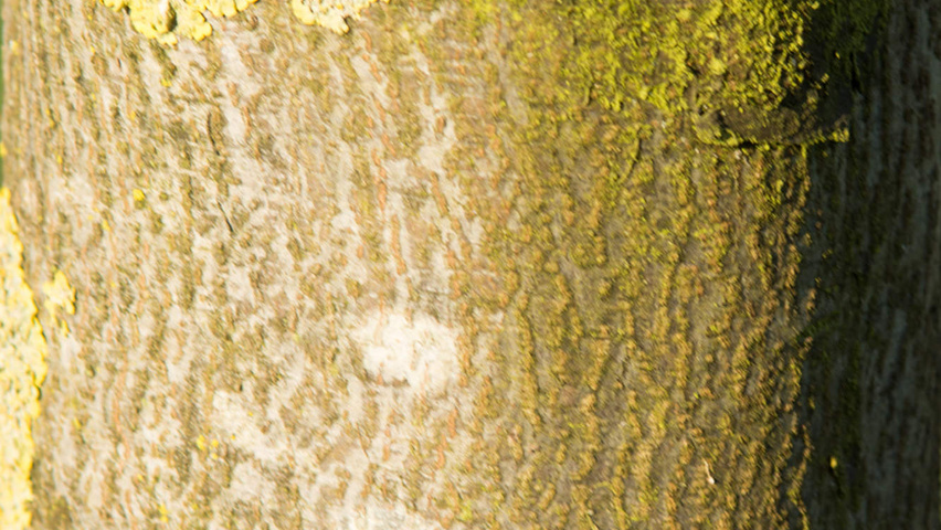 Cydonia oblonga 'Vranja' Rinden