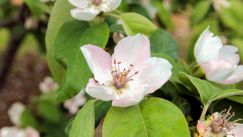 Cydonia oblonga 'Vranja' Blumen